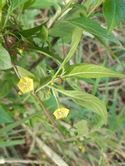 Capsicum rhomboideum