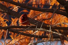 Cardinalis cardinalis