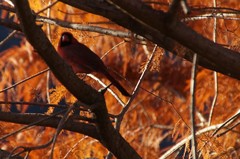 Cardinalis cardinalis
