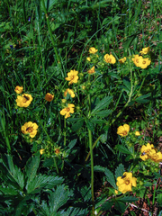 Potentilla asiatica