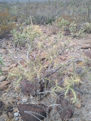 Cylindropuntia molesta molesta