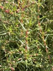 Salsola soda