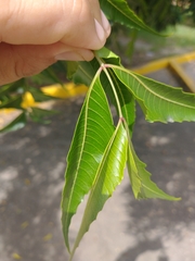 Azadirachta indica