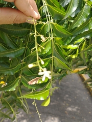 Azadirachta indica