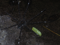 Dolomedes mizhoanus