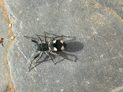 Mexcala quadrimaculata