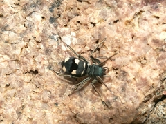 Mexcala quadrimaculata