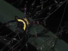 Argiope reinwardti