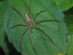 Heteropoda ocyalina
