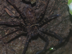Heteropoda tetrica