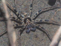 Heteropoda tetrica