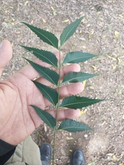 Azadirachta indica
