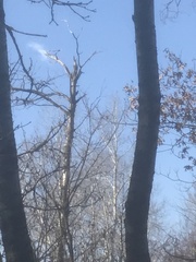 Melanerpes carolinus