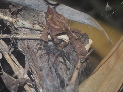 Dendrolycosa