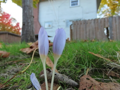 Crocus kotschyanus