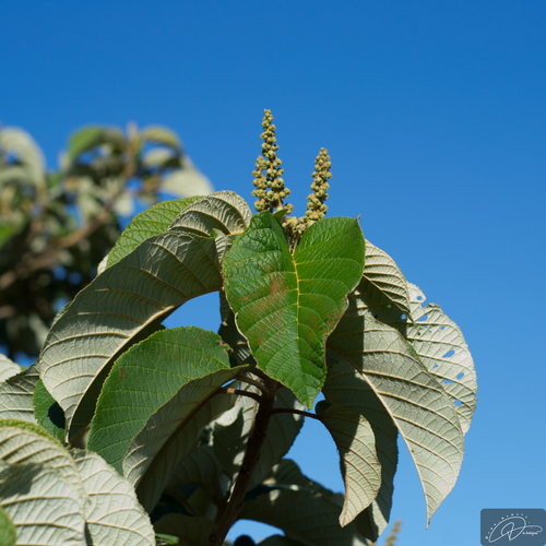 Croton floribundus