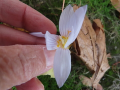 Crocus kotschyanus
