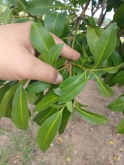Magnoliopsida