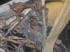 Dendrolycosa