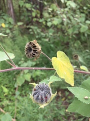 Abutilon hulseanum