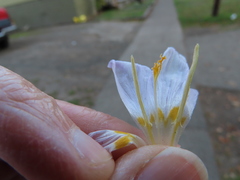 Crocus kotschyanus