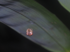 Cyrtarachne inaequalis