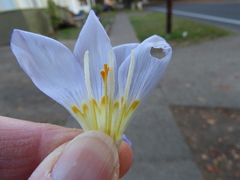Crocus kotschyanus