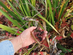 Iris foetidissima