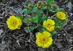 Ranunculus altaicus