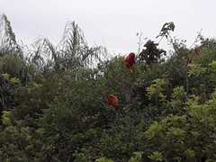 Leontopithecus rosalia