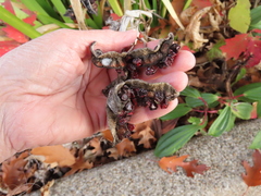 Iris foetidissima