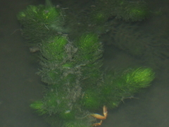 Ceratophyllum