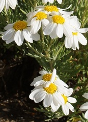Chrysanthemum sinuatum