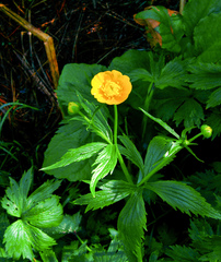 Ranunculus grandifolius