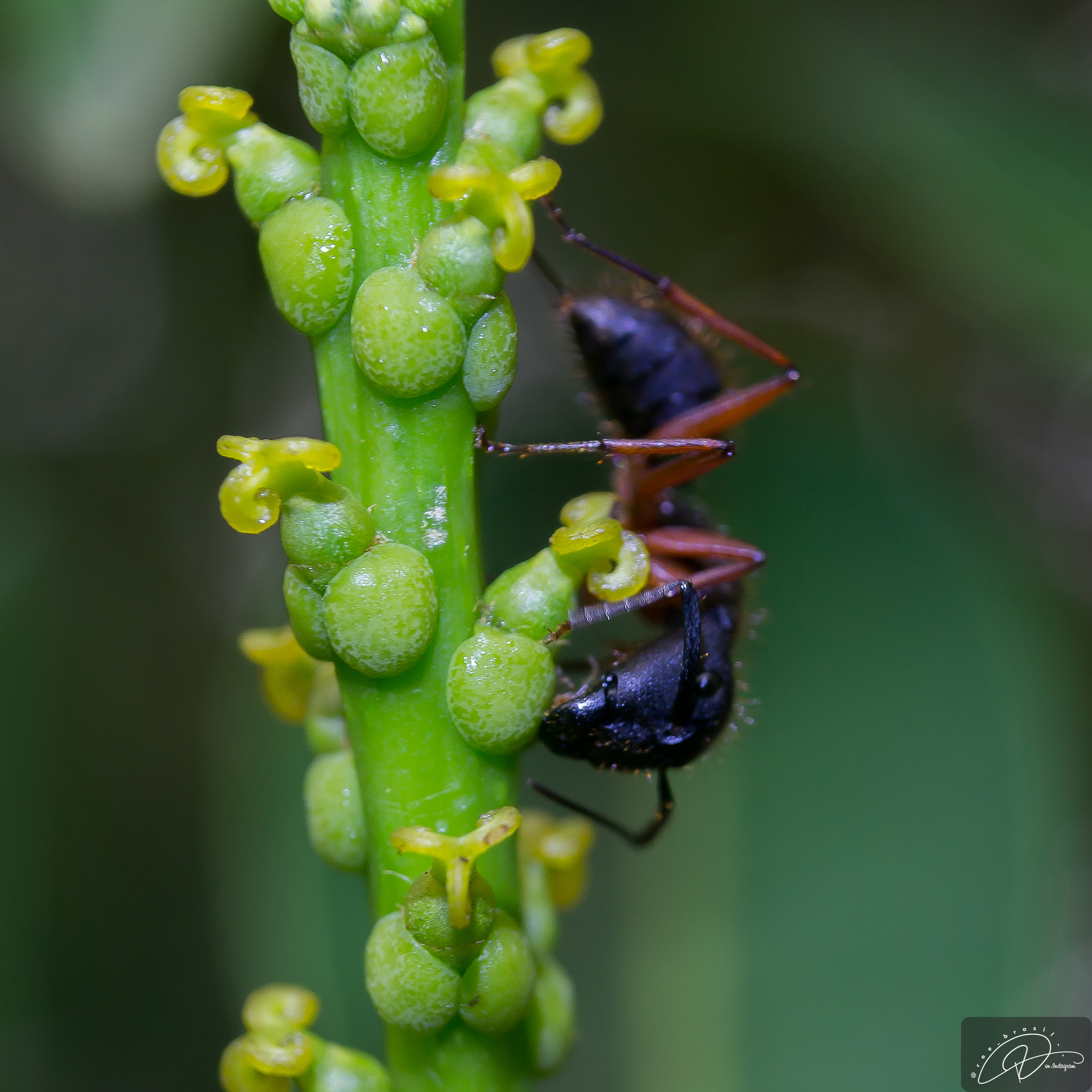 Myrmothrix
