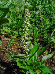 Macropodium nivale