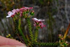 Adenandra brachyphylla
