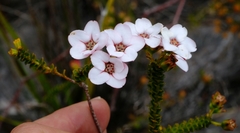 Adenandra brachyphylla