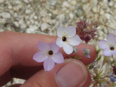Leptosiphon chrysanthus decorus