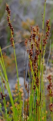 Elegia hookeriana