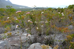 Adenandra brachyphylla