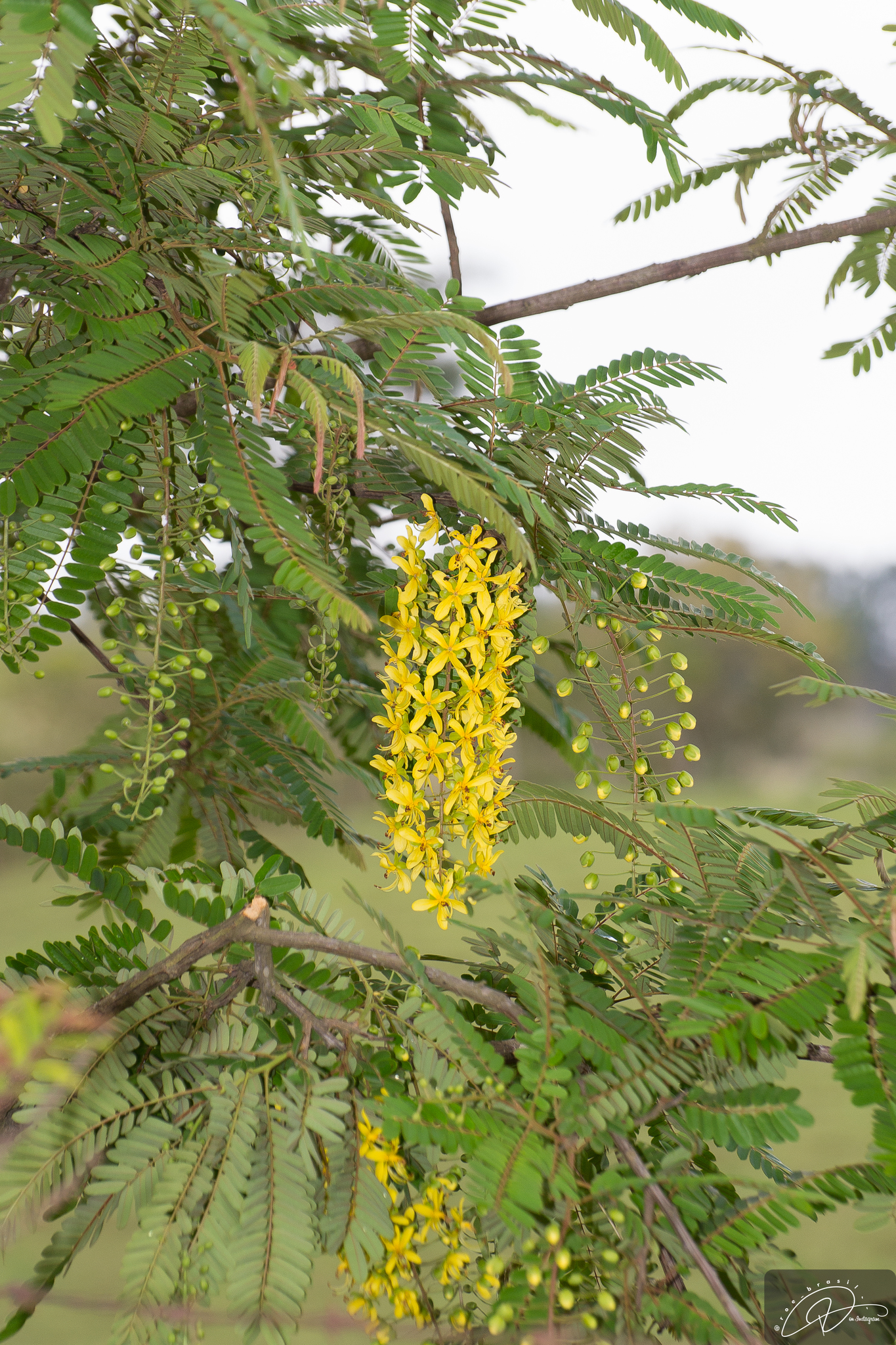 Cassia ferruginea