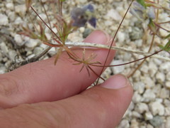 Leptosiphon chrysanthus decorus