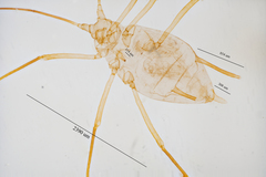 Illinoia liriodendri