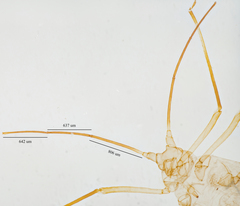 Illinoia liriodendri