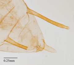 Illinoia liriodendri