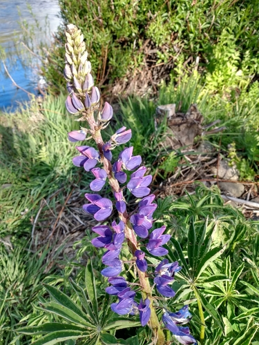 Lupinus polyphyllus