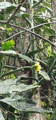 Brasiliopuntia brasiliensis