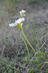 Mandevilla petraea