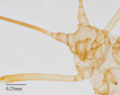 Illinoia liriodendri